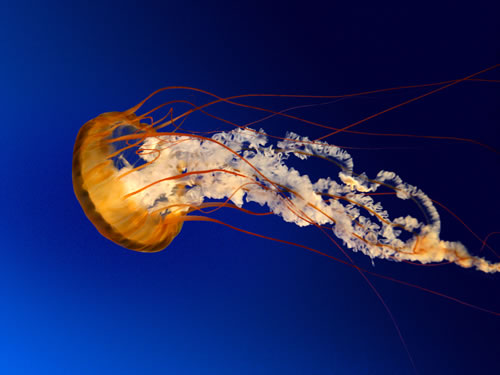 Jellyfish Yourself