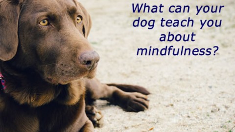 Dogs and Mindfulness
