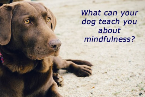 Dogs and Mindfulness