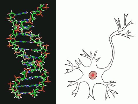 Genes vs. Neurons